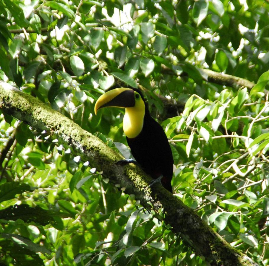 Villa Kiskadee Quepos Exteriör bild